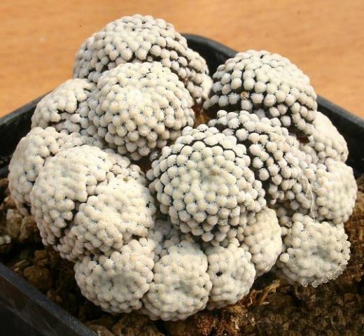 mammillaria_luethyi_3